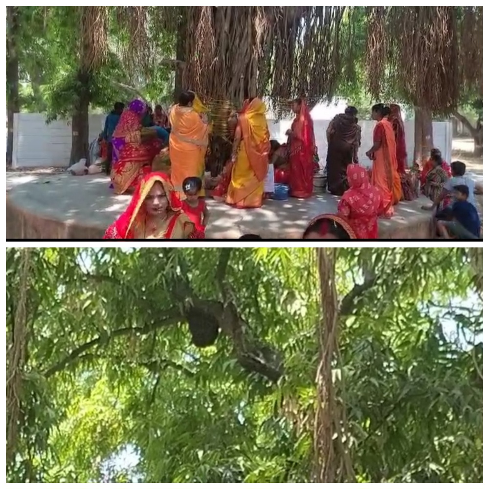  संडीला नहर कोठी के पास बरगदही की पूजा के दौरान महिलाओं पर मधुमक्खियों का हमला, अफरा-तफरी के बाद दोबारा शुरू हुई पूजा