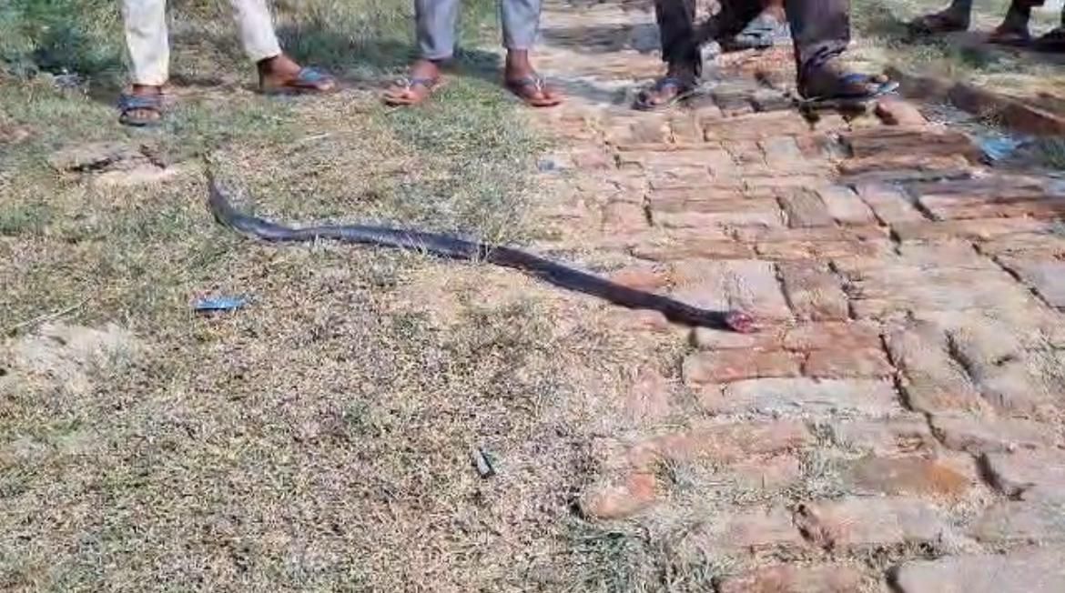 हरदोई में चौंकाने वाली घटना: कोबरा ने डसा तो युवक ने पलटवार में काट डाला सांप का फन